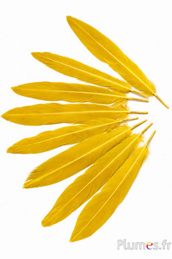 Fasan Swinhoe - 13-17 cm - gelb-curry